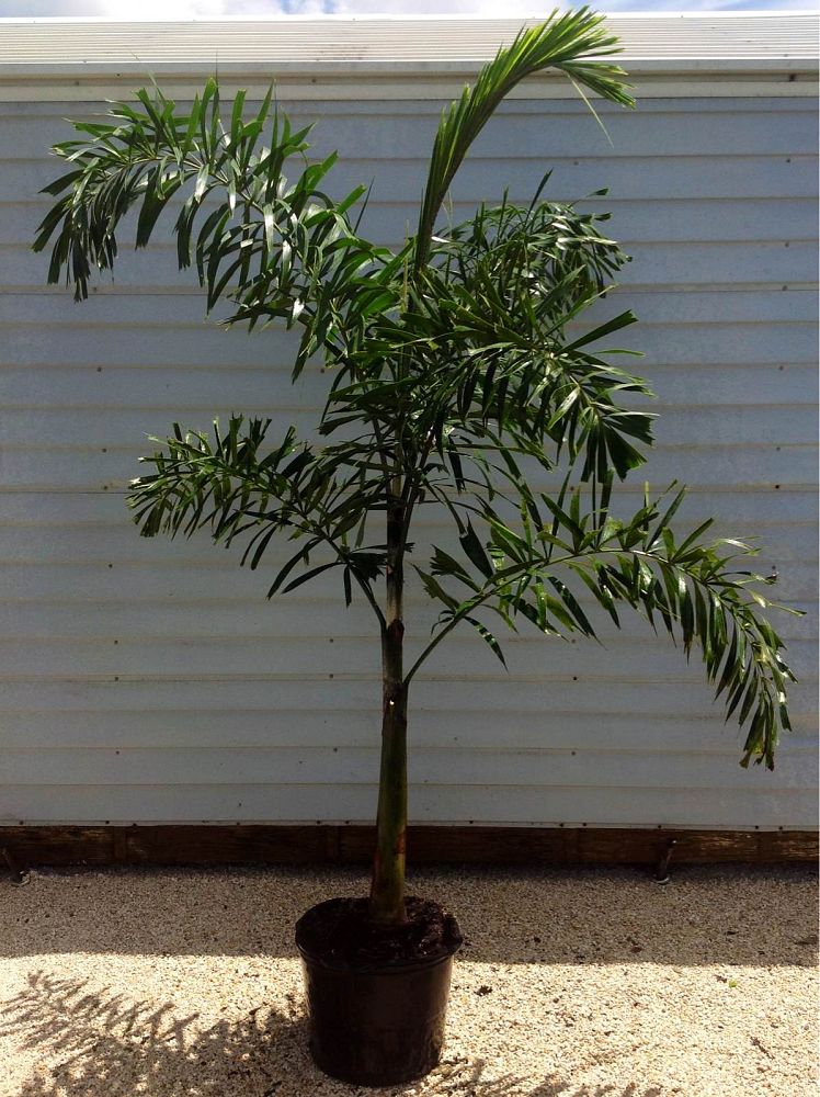 wodyetia-bifurcata-foxtail-palm