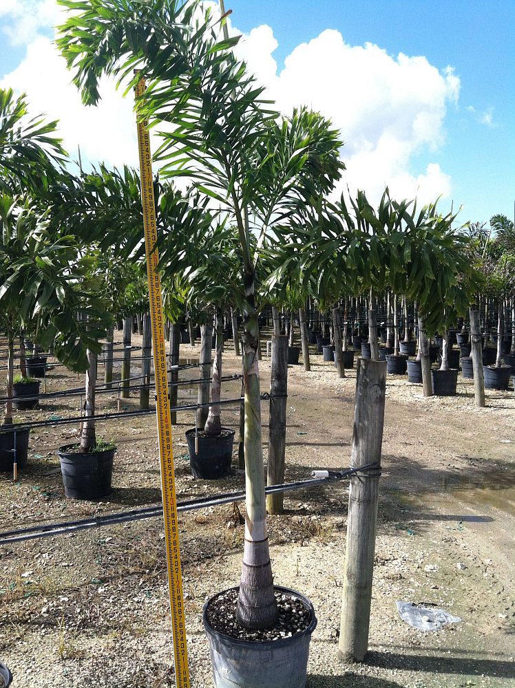 wodyetia-bifurcata-foxtail-palm
