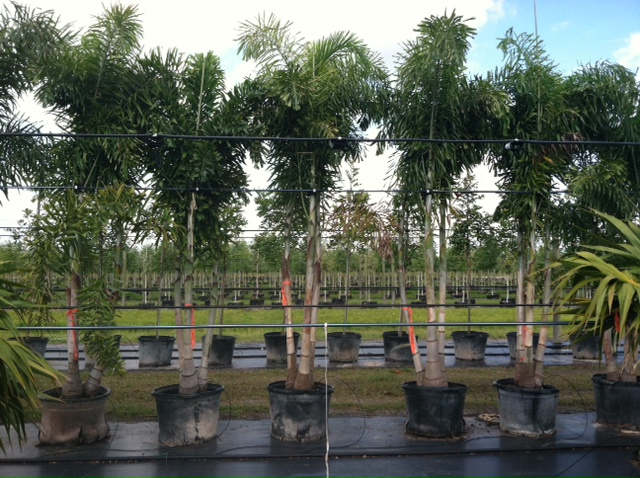 wodyetia-bifurcata-foxtail-palm