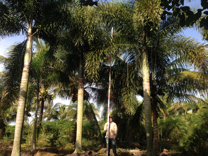wodyetia-bifurcata-foxtail-palm