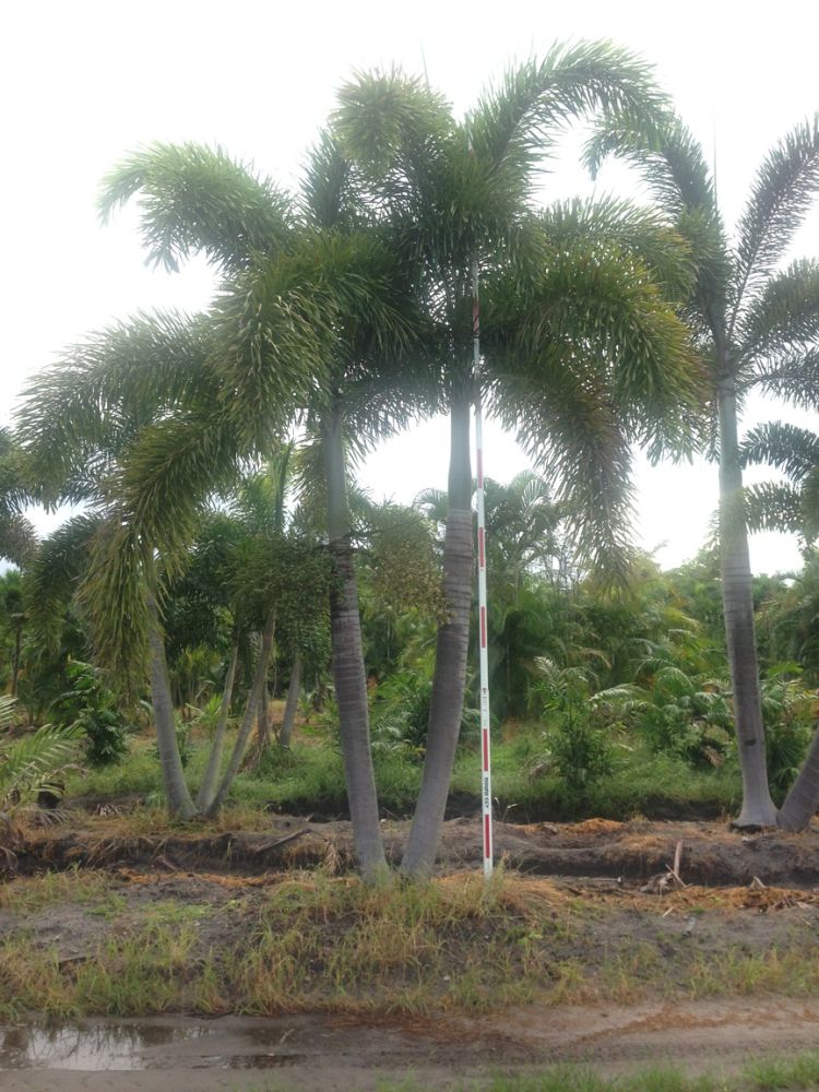 wodyetia-bifurcata-foxtail-palm