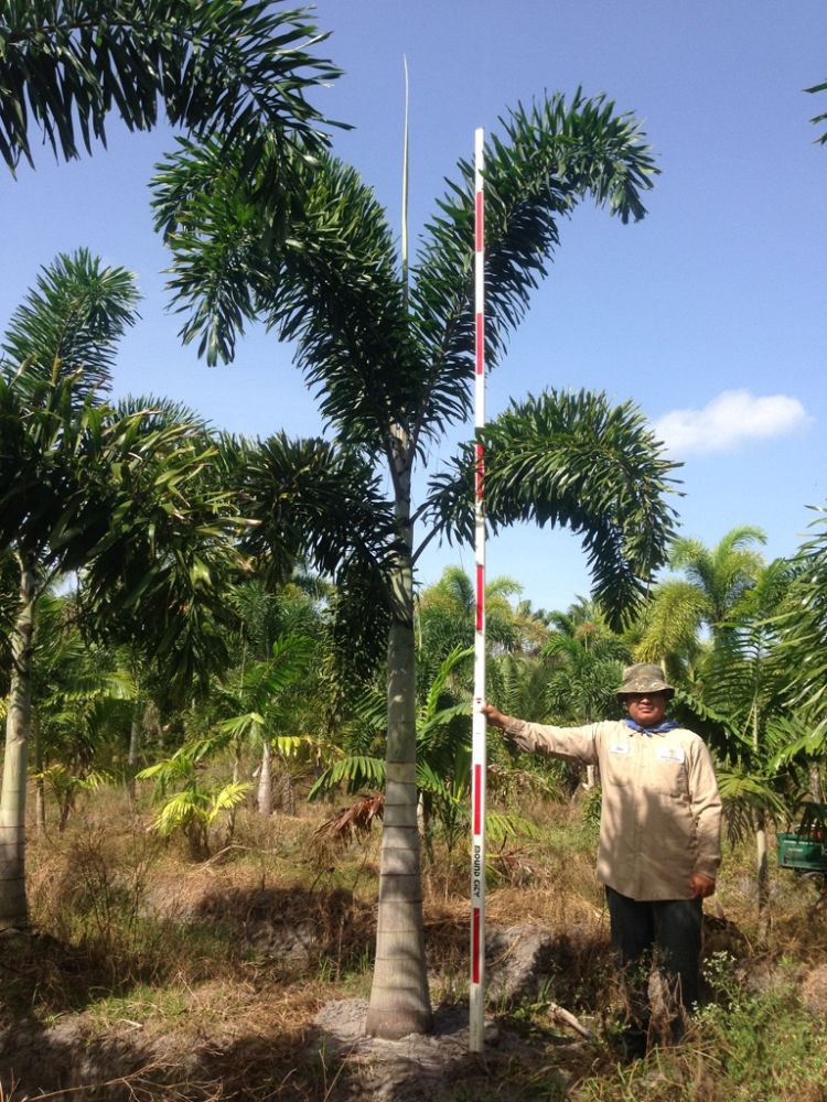 wodyetia-bifurcata-foxtail-palm