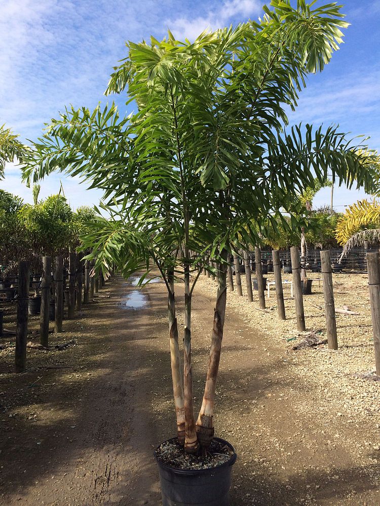 wodyetia-bifurcata-foxtail-palm