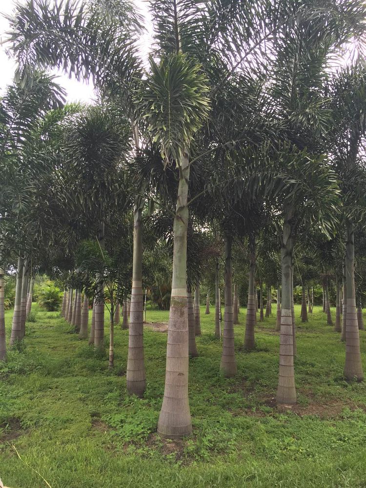 wodyetia-bifurcata-foxtail-palm