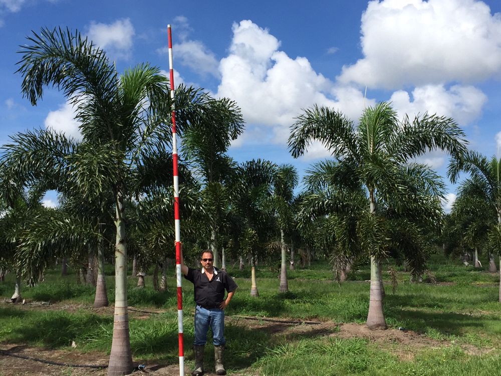 wodyetia-bifurcata-foxtail-palm
