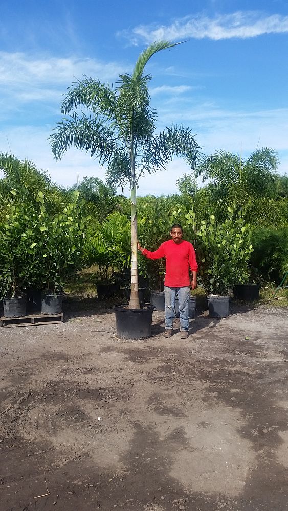 wodyetia-bifurcata-foxtail-palm