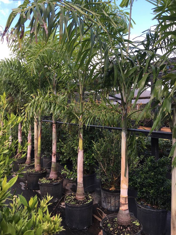 wodyetia-bifurcata-foxtail-palm