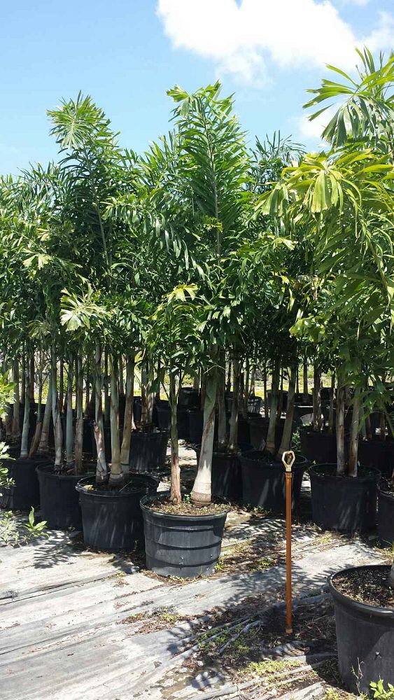 wodyetia-bifurcata-foxtail-palm