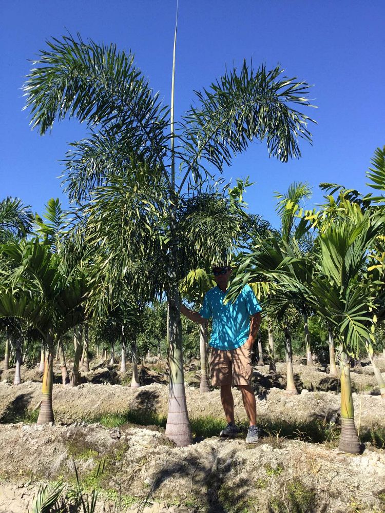 wodyetia-bifurcata-foxtail-palm