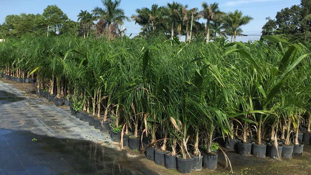 wodyetia-bifurcata-foxtail-palm