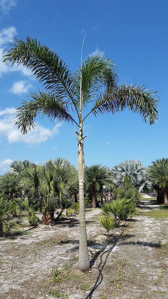 wodyetia-bifurcata-foxtail-palm