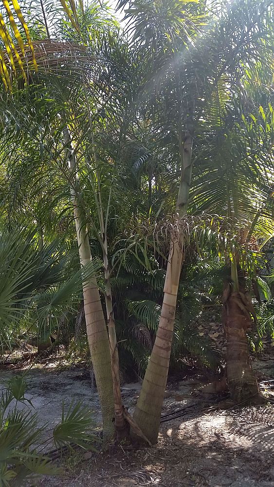 wodyetia-bifurcata-foxtail-palm