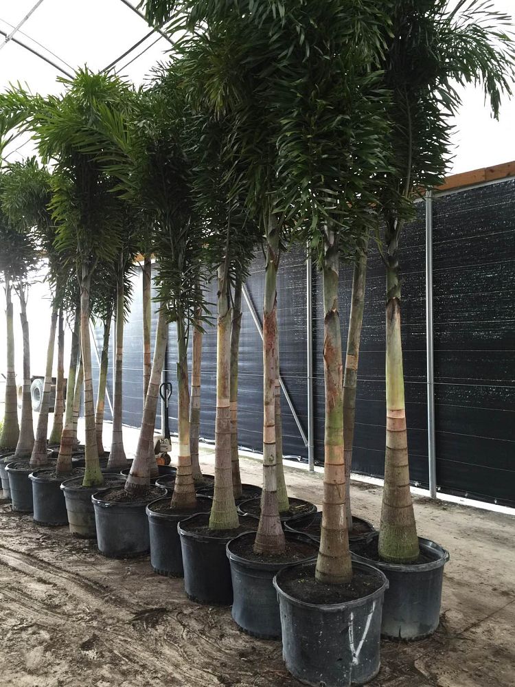 wodyetia-bifurcata-foxtail-palm