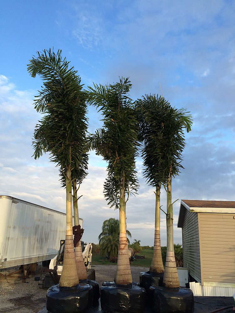 wodyetia-bifurcata-foxtail-palm