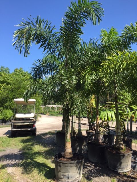 wodyetia-bifurcata-foxtail-palm