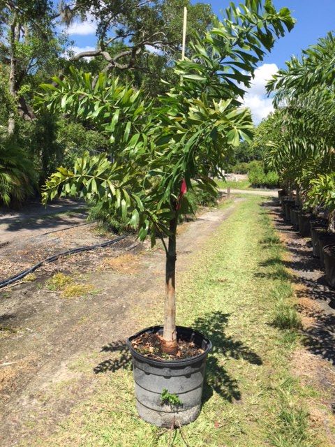 wodyetia-bifurcata-foxtail-palm