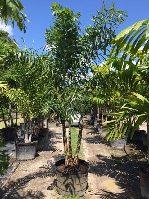 wodyetia-bifurcata-foxtail-palm