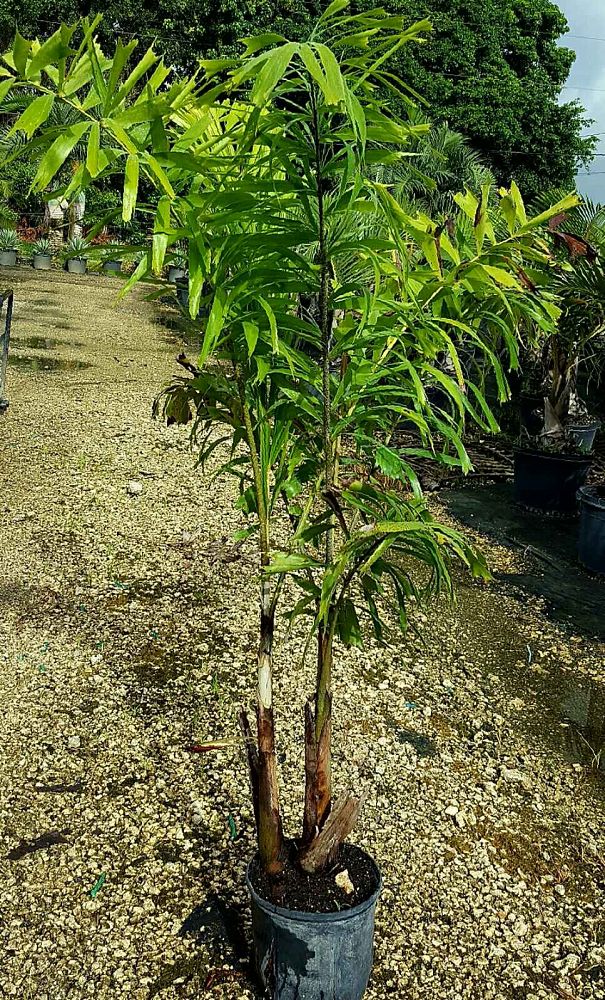 wodyetia-bifurcata-foxtail-palm