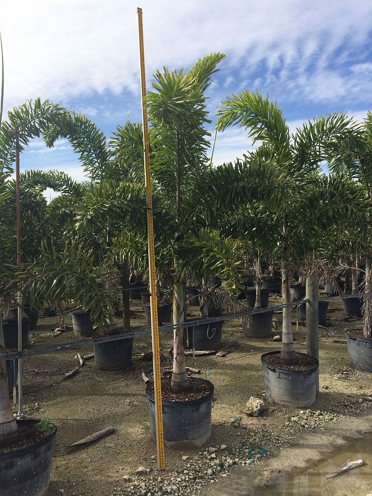 wodyetia-bifurcata-foxtail-palm