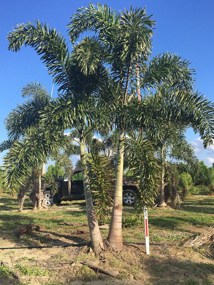 wodyetia-bifurcata-foxtail-palm