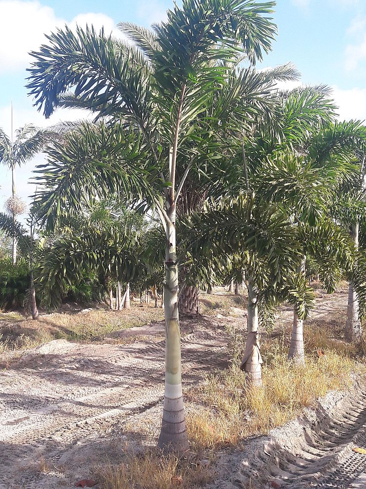 wodyetia-bifurcata-foxtail-palm