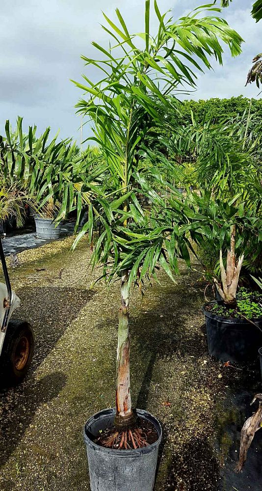wodyetia-bifurcata-foxtail-palm