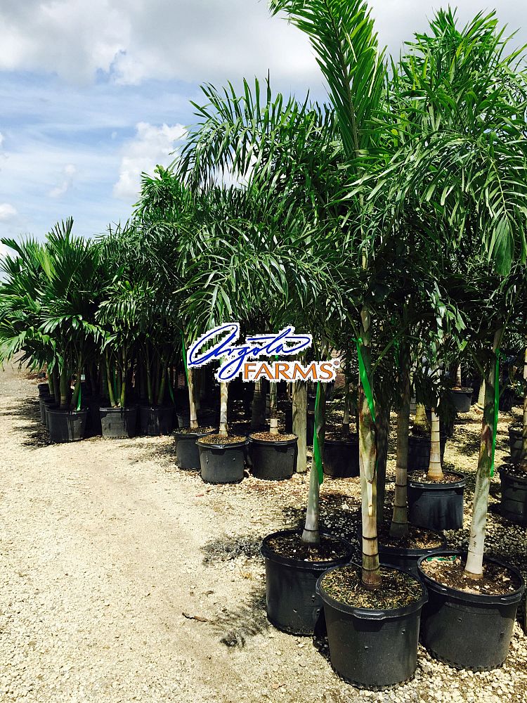 wodyetia-bifurcata-foxtail-palm