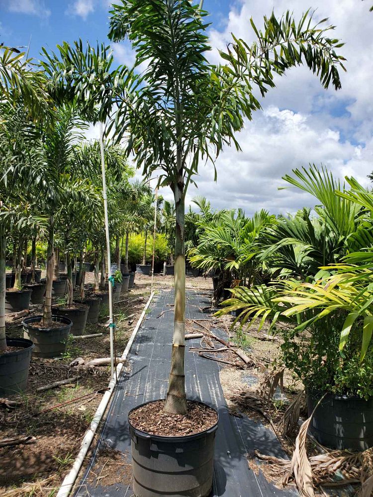 wodyetia-bifurcata-foxtail-palm