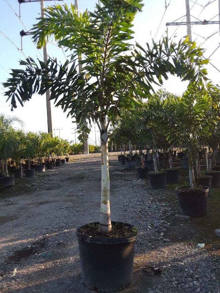 wodyetia-bifurcata-foxtail-palm