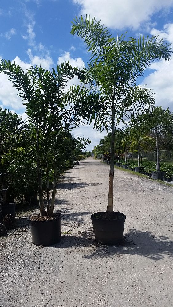 wodyetia-bifurcata-foxtail-palm