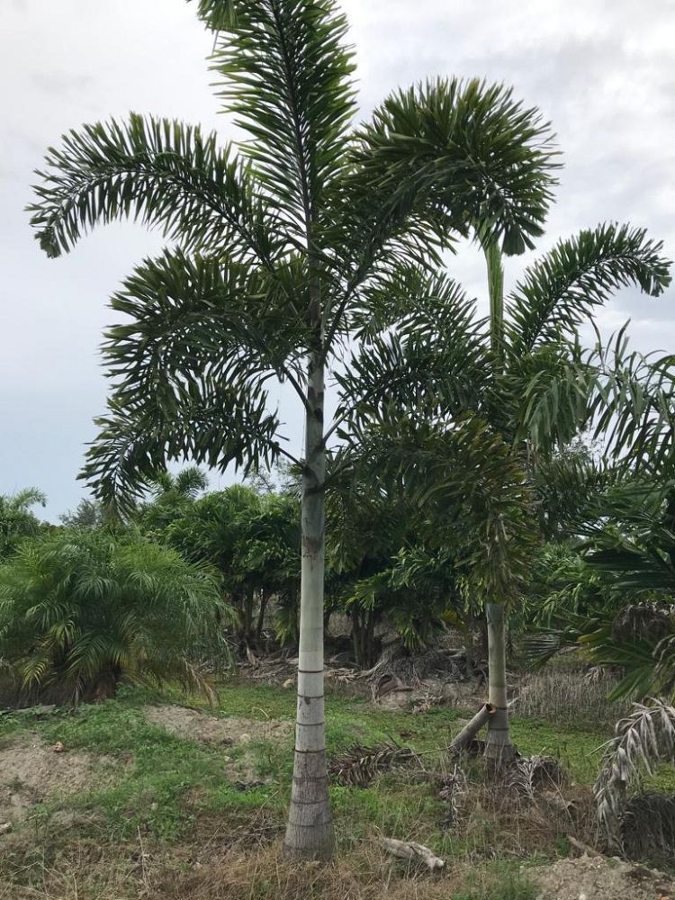 wodyetia-bifurcata-foxtail-palm