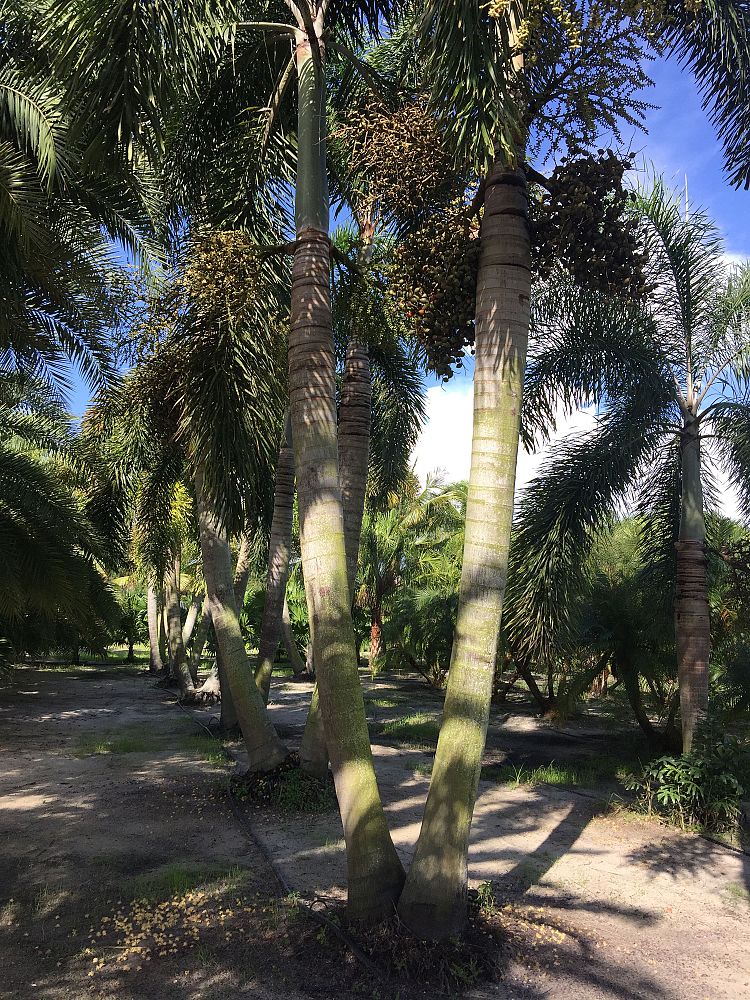 wodyetia-bifurcata-foxtail-palm