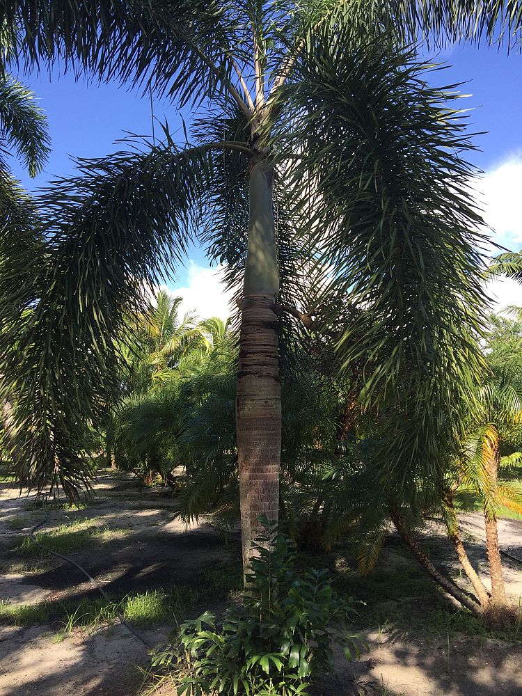 wodyetia-bifurcata-foxtail-palm