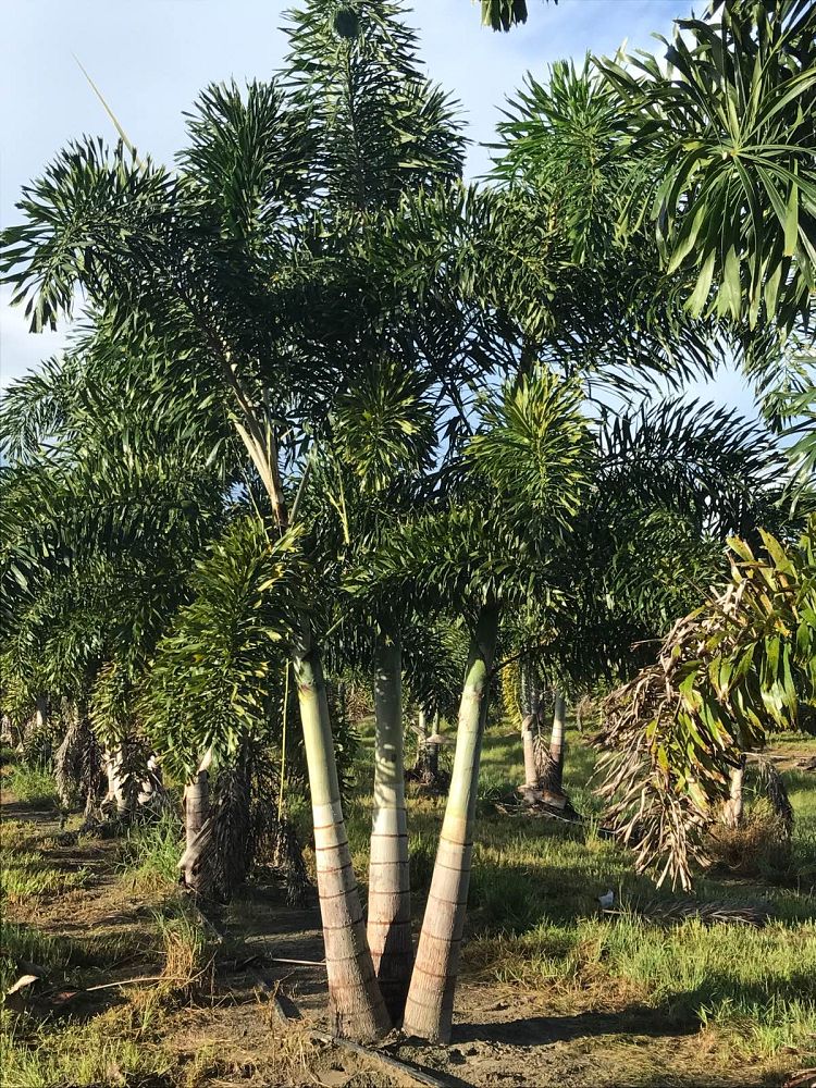 wodyetia-bifurcata-foxtail-palm
