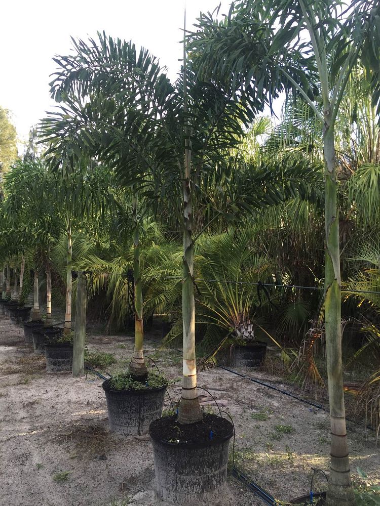 wodyetia-bifurcata-foxtail-palm