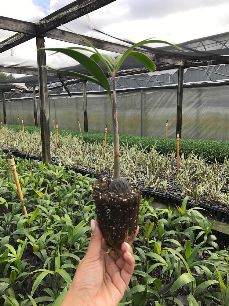 wodyetia-bifurcata-foxtail-palm