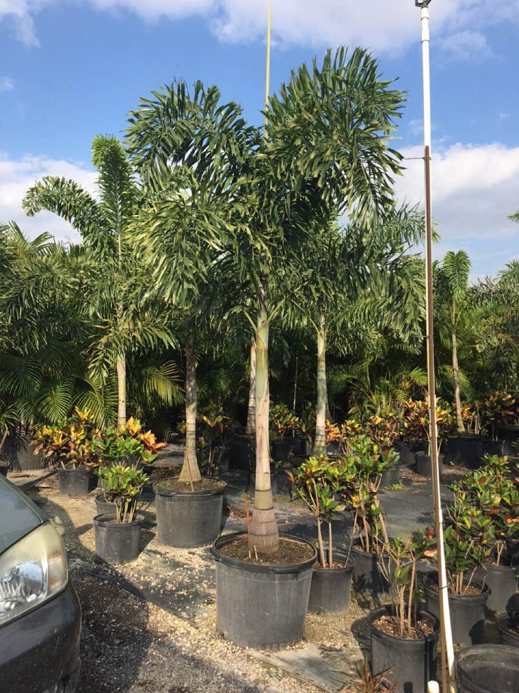 wodyetia-bifurcata-foxtail-palm