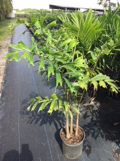 wodyetia-bifurcata-foxtail-palm