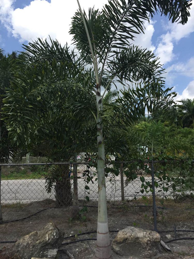 wodyetia-bifurcata-foxtail-palm