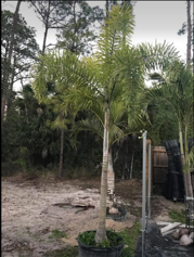 wodyetia-bifurcata-foxtail-palm