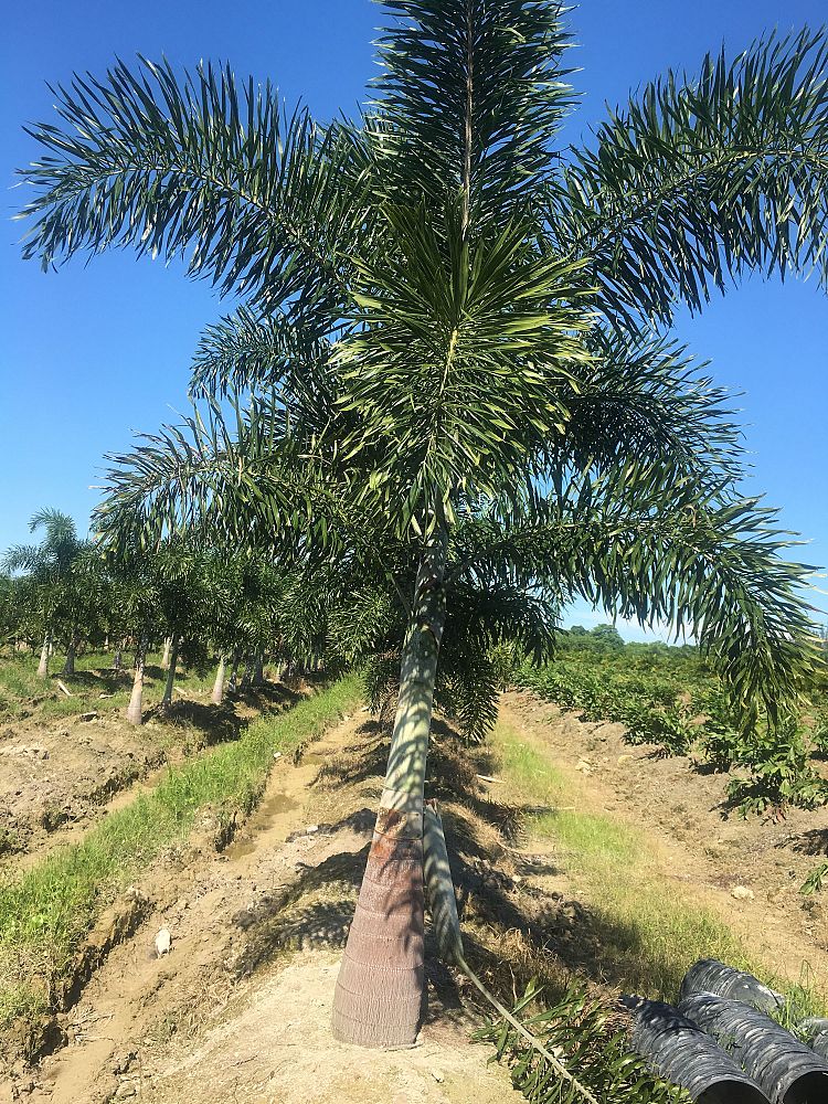 wodyetia-bifurcata-foxtail-palm