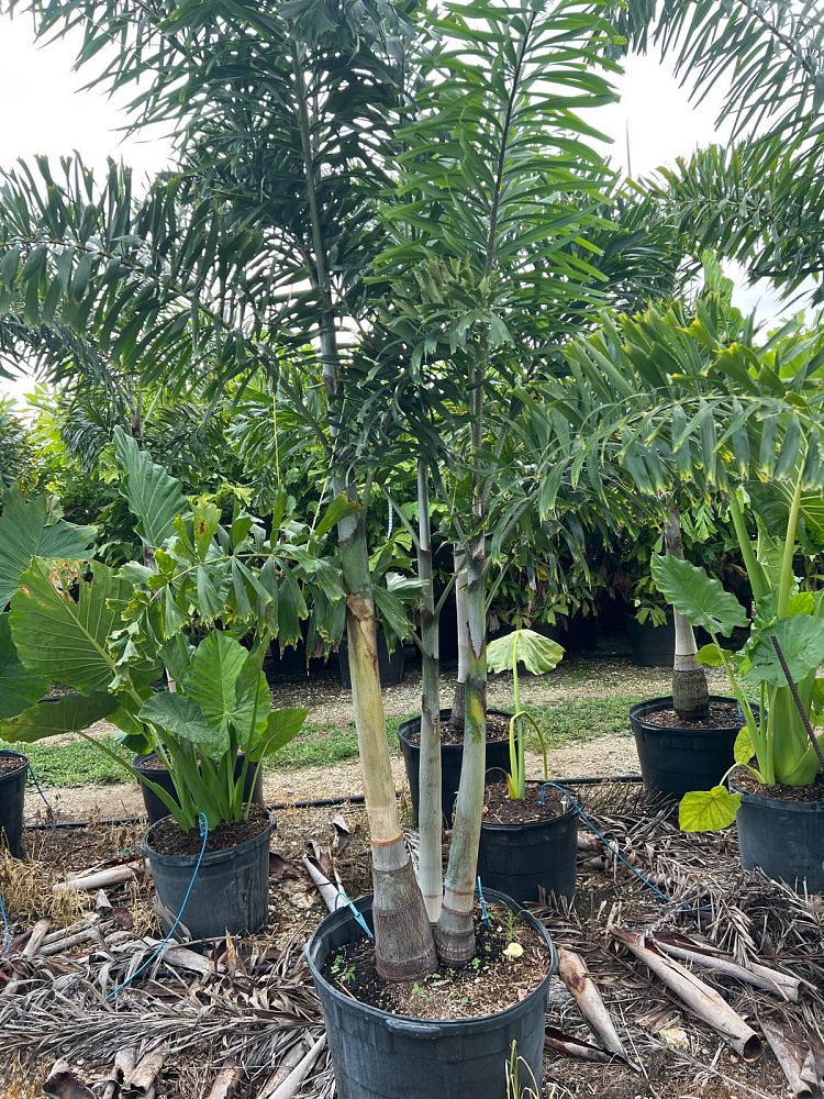 wodyetia-bifurcata-foxtail-palm