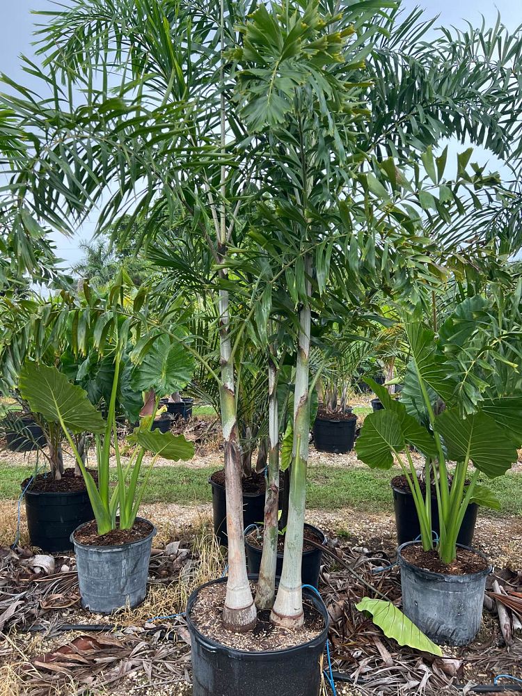 wodyetia-bifurcata-foxtail-palm