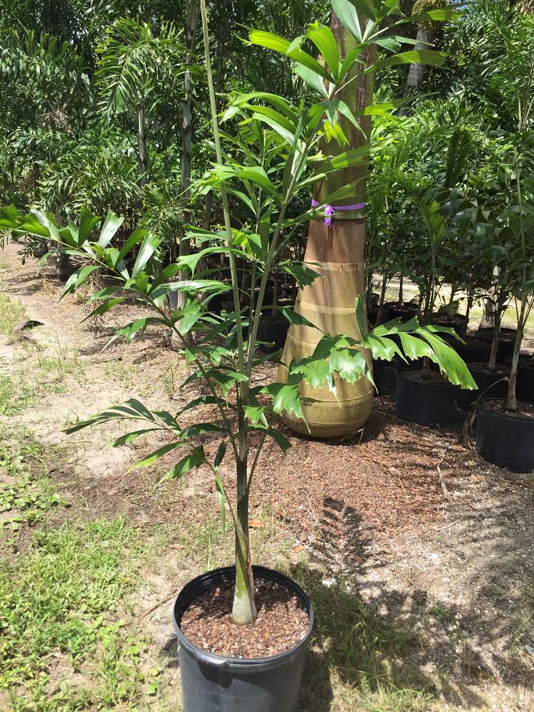 wodyetia-bifurcata-foxtail-palm