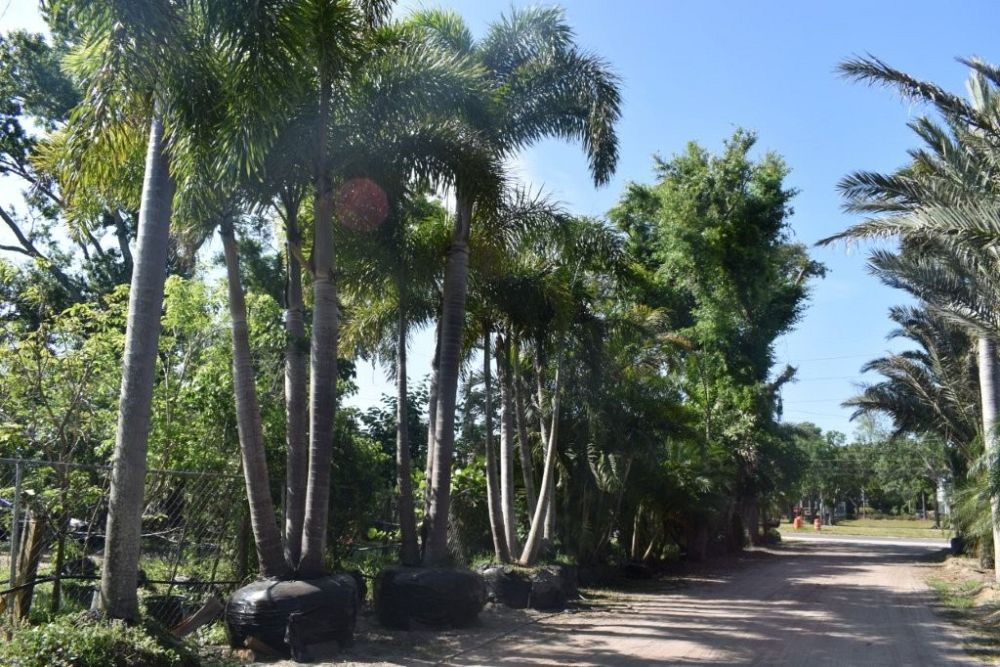 wodyetia-bifurcata-foxtail-palm