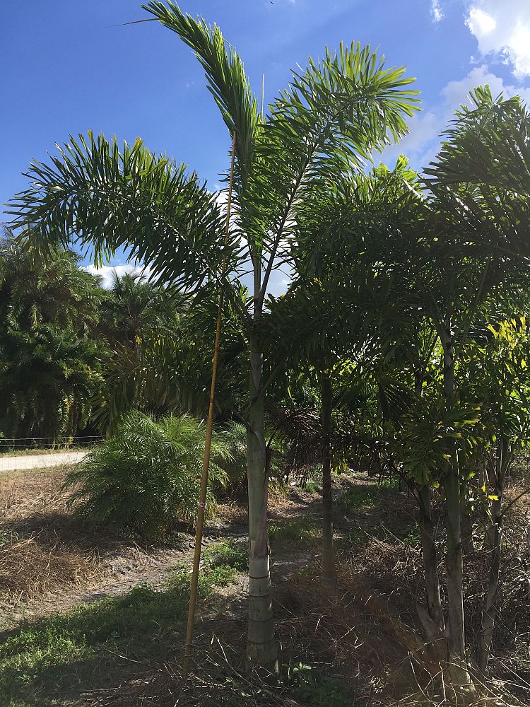 wodyetia-bifurcata-foxtail-palm