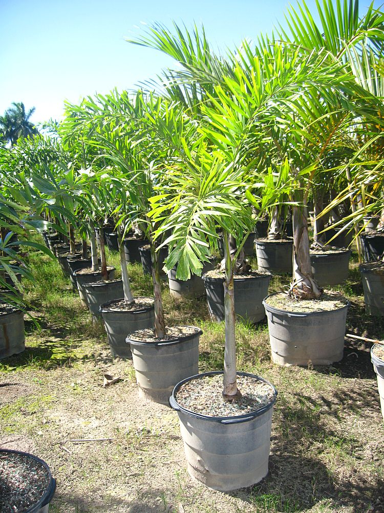 wodyetia-bifurcata-foxtail-palm