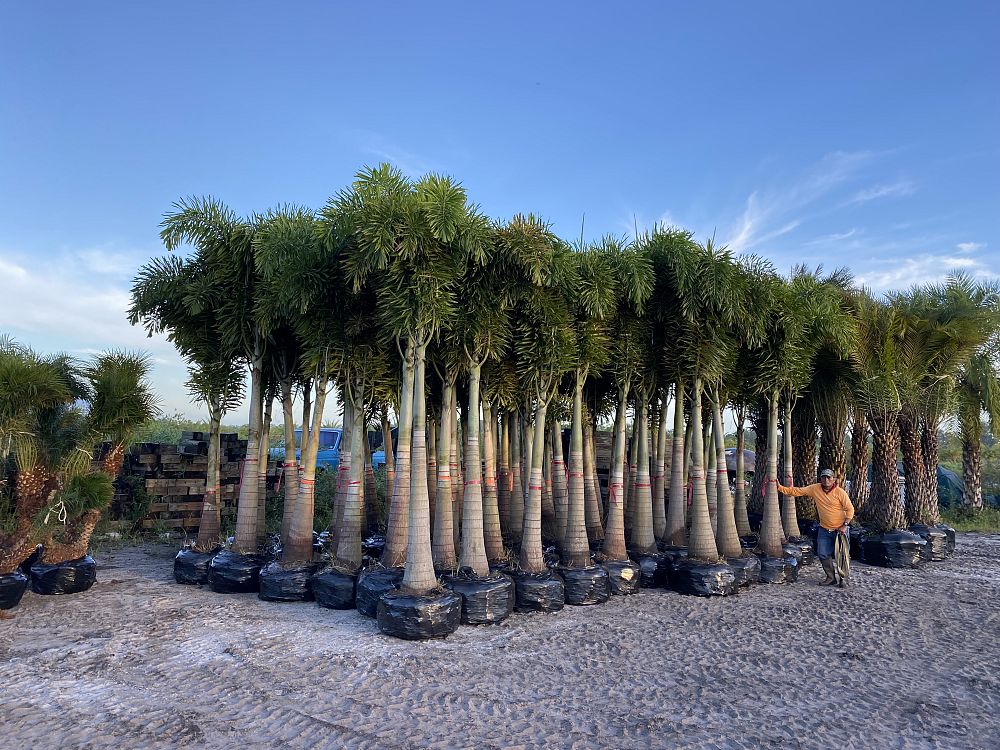 wodyetia-bifurcata-foxtail-palm
