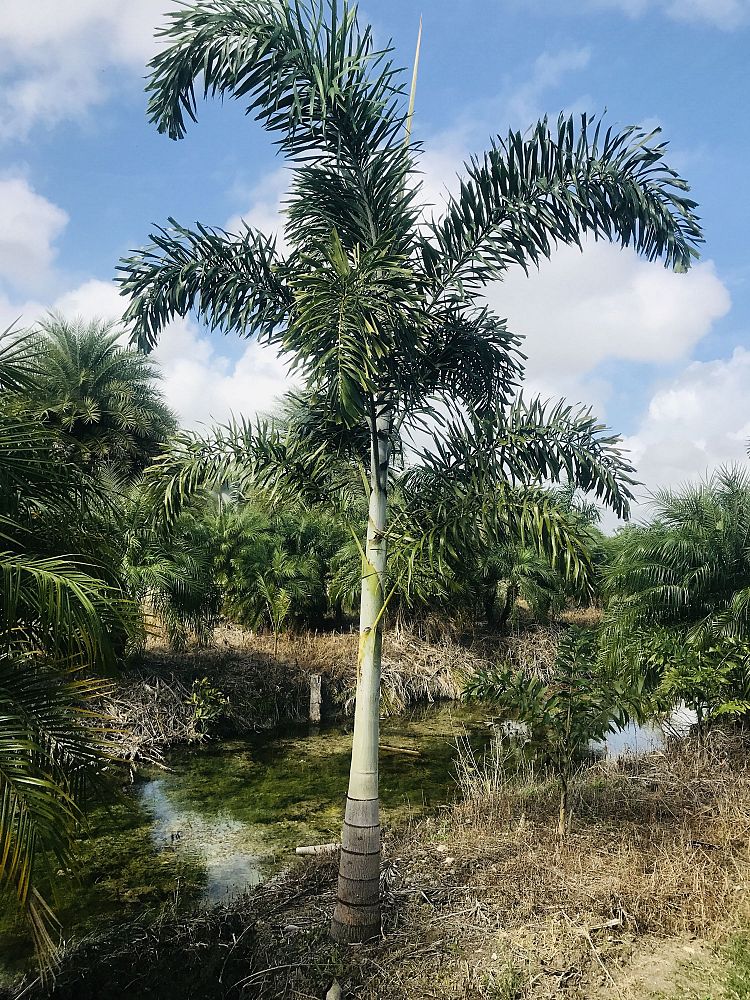 wodyetia-bifurcata-foxtail-palm