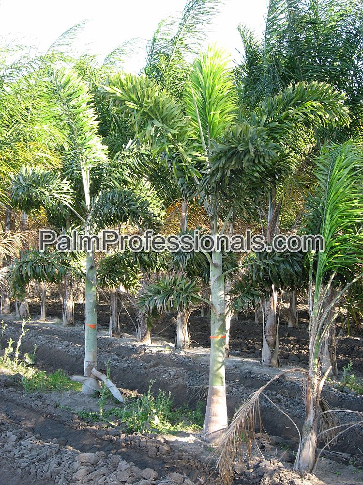 wodyetia-bifurcata-foxtail-palm